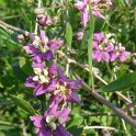 Lycium halimifolium